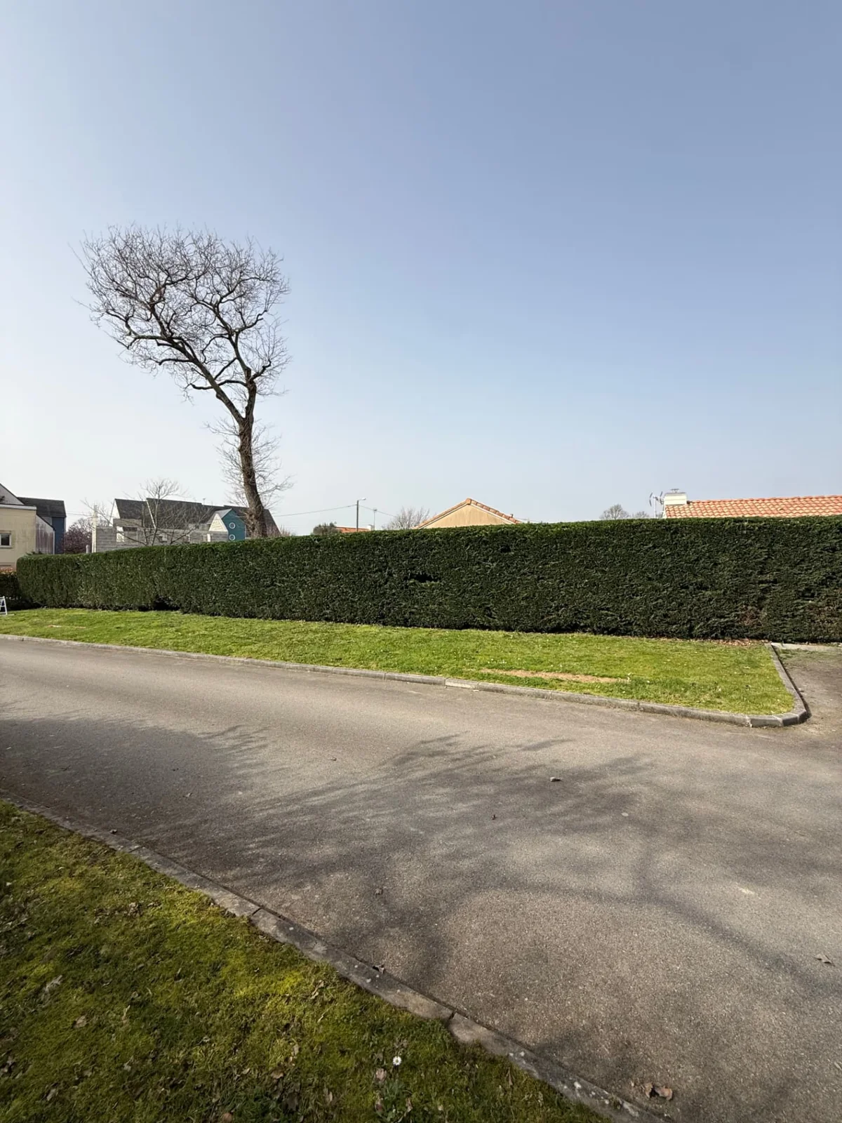 Longue haie taillée et alignée en bordure de pelouse — LC Garden